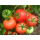 Томат Загадка рожева