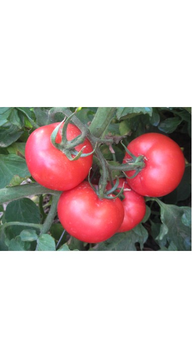 Томат Загадка рожева