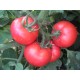Томат Загадка рожева