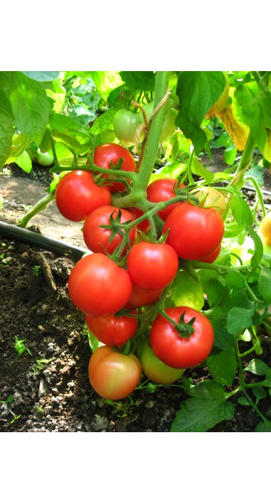 Томат Загадка рожева