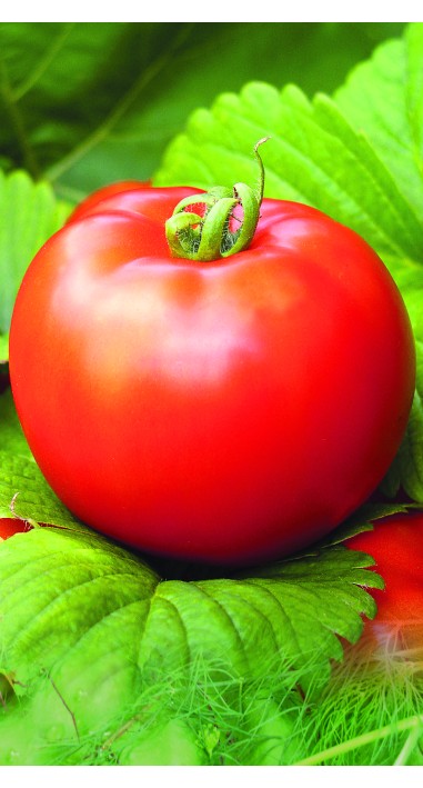 Томат Загадка