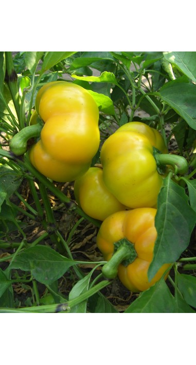 Перець Золота Тамара