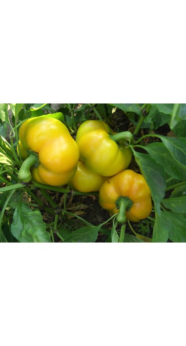 Перець Золота Тамара