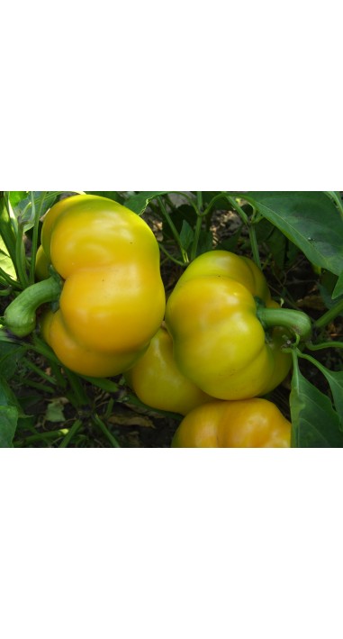 Перець Золота Тамара