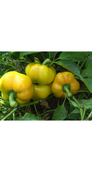 Перець Золота Тамара