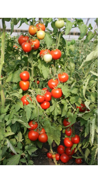 Tomato Cassiodorus F1