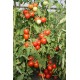 Tomato Cassiodorus F1