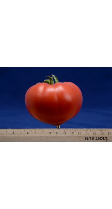 Tomato Cassiodorus F1