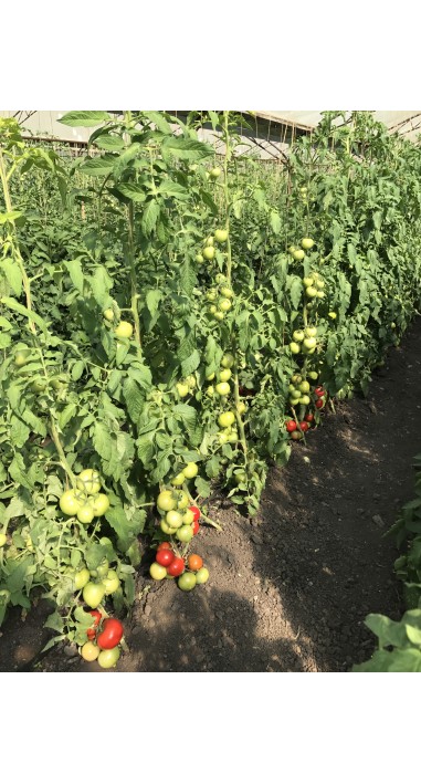 Tomato Cassiodorus F1