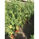 Tomato Cassiodorus F1