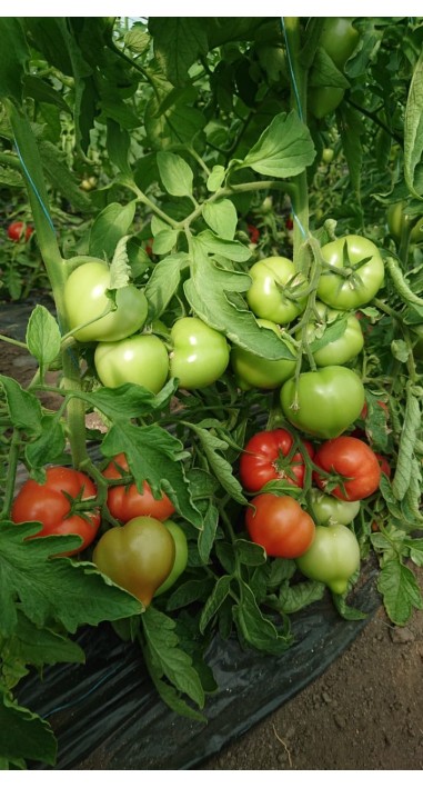 Tomato Cassiodorus F1