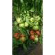 Tomato Cassiodorus F1