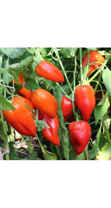 Перець Кирило