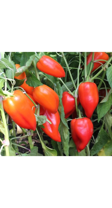 Перець Кирило