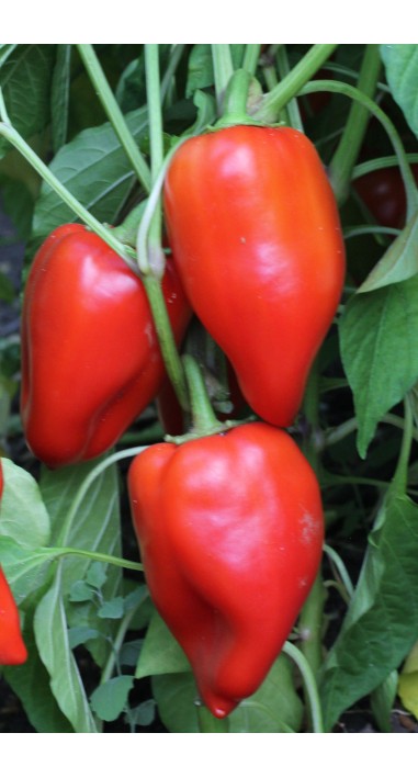 Перець Кирило