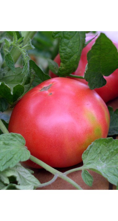 Томат Корнієвський