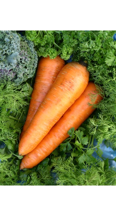 Морква Красавка