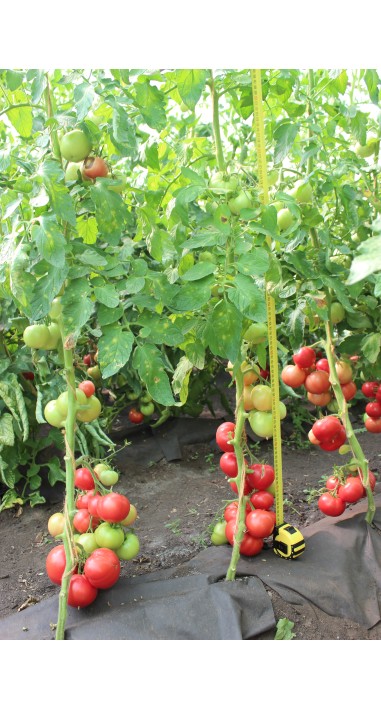 Томат Лелека F1