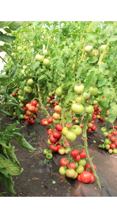 Томат Лелека F1