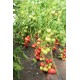 Томат Лелека F1