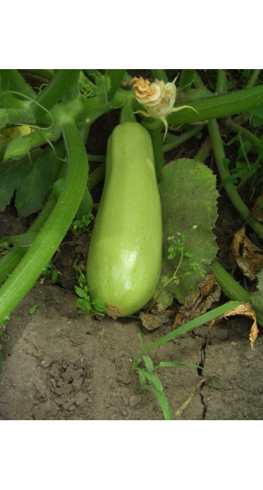 Кабачок Ленуца F1