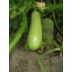 Кабачок Ленуца F1