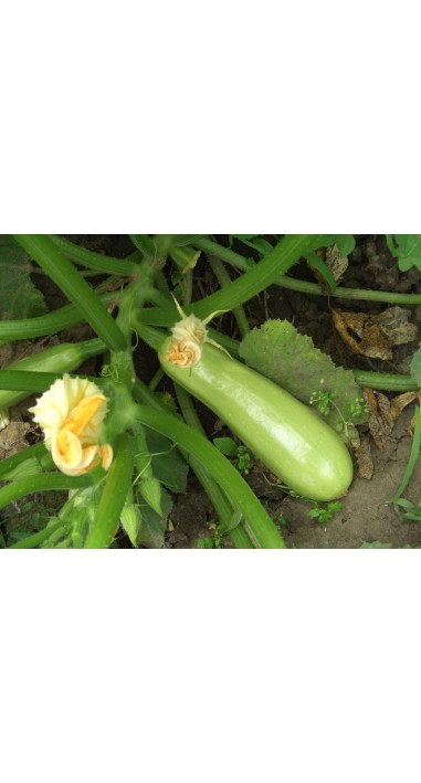 Кабачок Ленуца F1