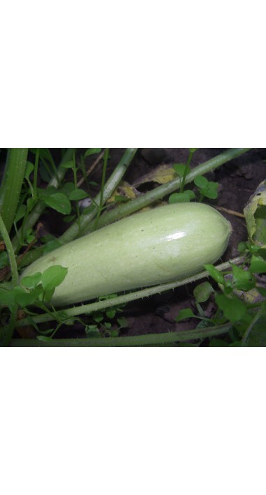 Кабачок Ленуца F1