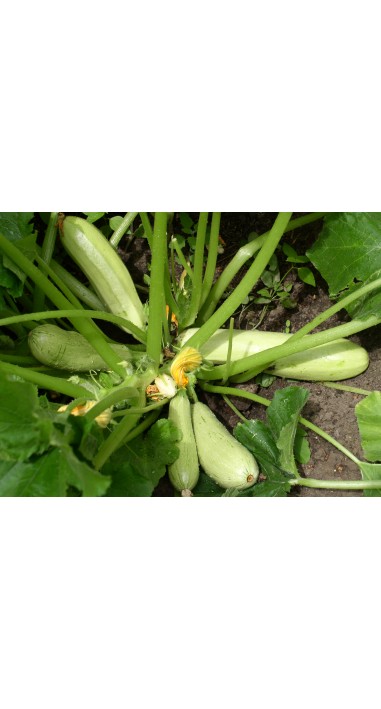 Кабачок Ленуца F1