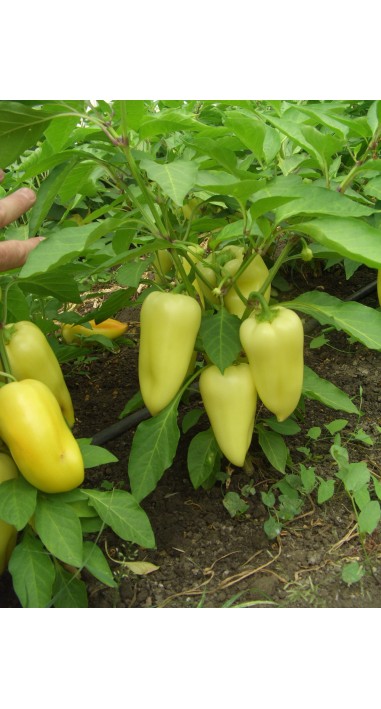 Перець Луміна