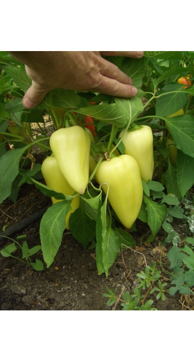 Перець Луміна