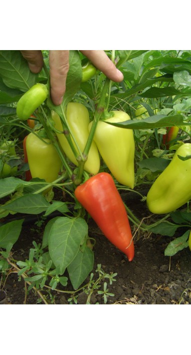 Перець Луміна