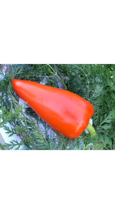 Перець Луміна