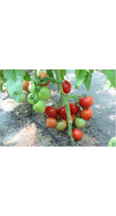 Томат Люссо F1