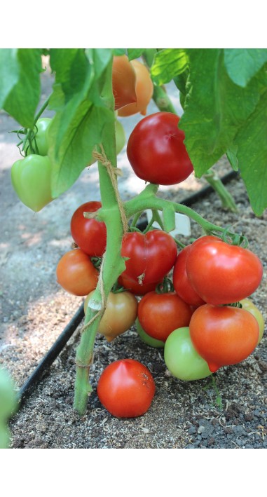 Томат Люссо F1