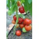 Томат Люссо F1