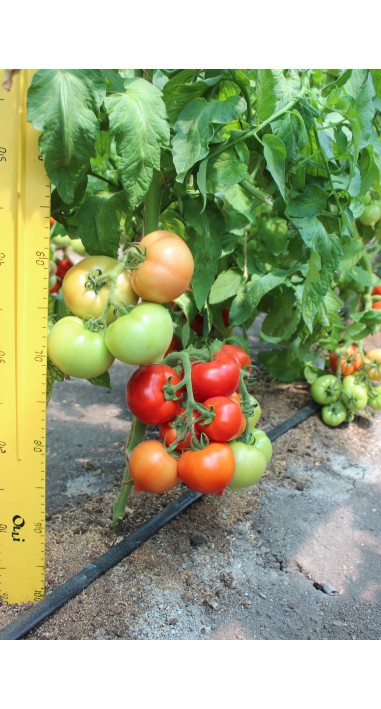 Томат Люссо F1