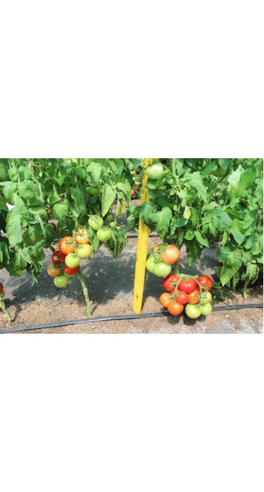 Томат Люссо F1