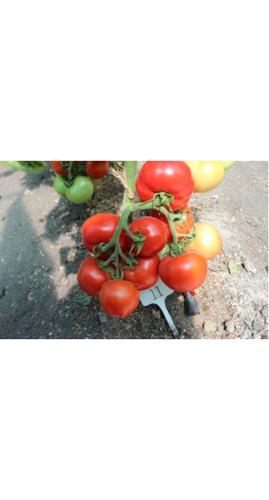 Томат Люссо F1