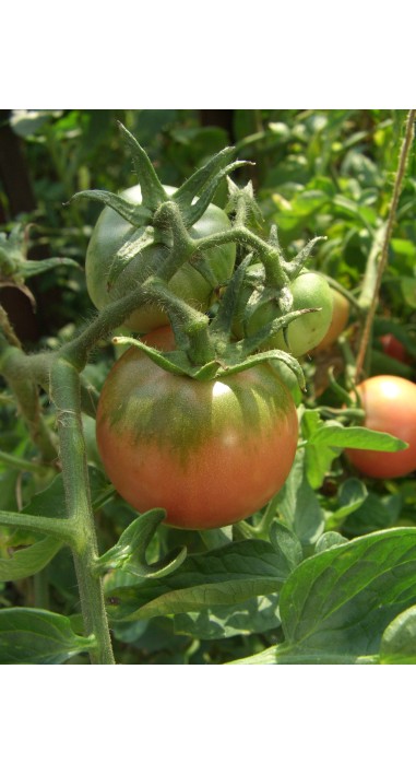 Томат Ляна рожева