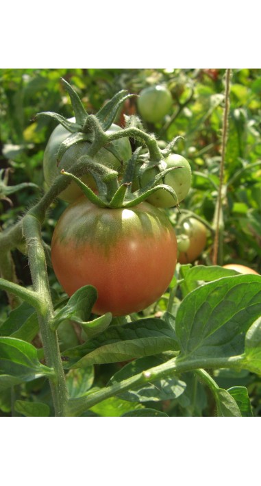 Томат Ляна рожева