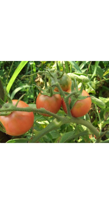 Томат Ляна рожева