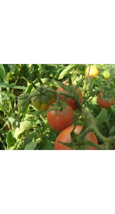 Томат Ляна рожева