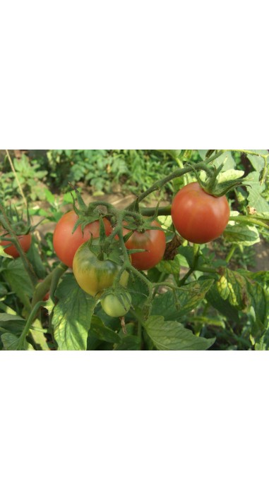 Томат Ляна рожева