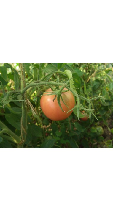 Томат Ляна рожева