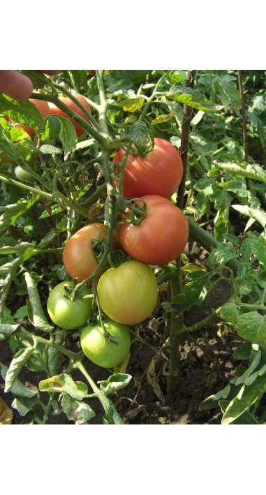 Томат Ляна рожева