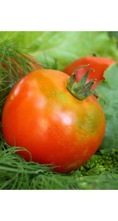 Томат Ляна