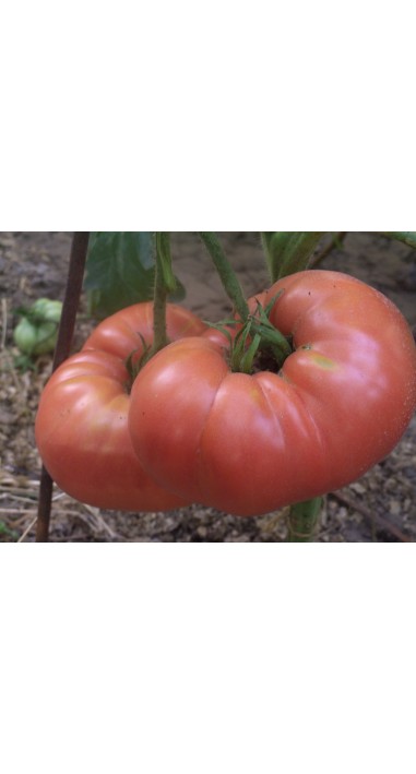 Томат Малиновий гігант