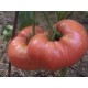 Томат Малиновий гігант