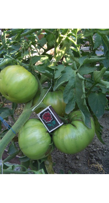 Томат Малиновий гігант